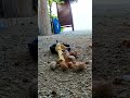 🦀 Hermit Crabs LOVE Cheese! (Crazy Reaction) 🧀 SHOCKING! 🧀