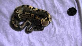 My Normal Ball Python