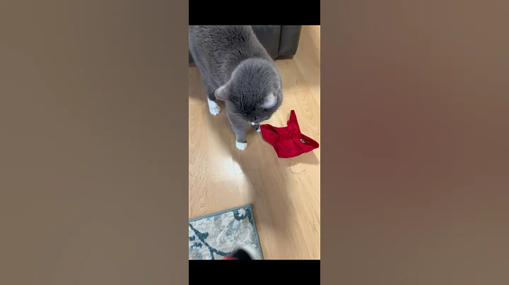 Watch the video about When cats aren&rsquo;t given food. #cat #catcute #cute #kittty #funny