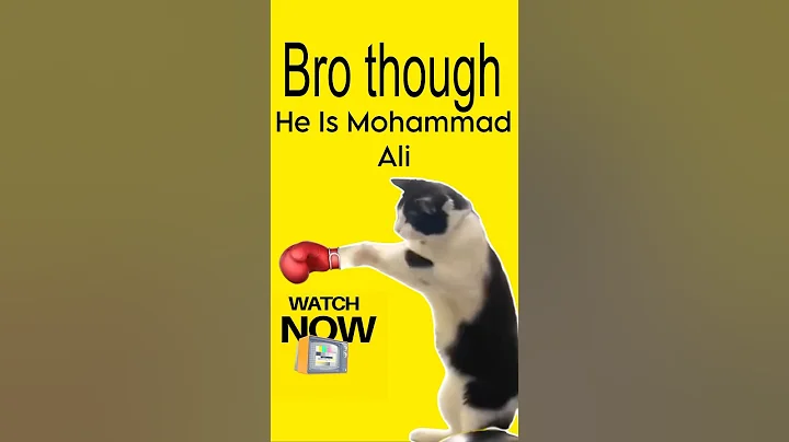 Watch the video about Hilarious Cat |#funny #shorts #cat