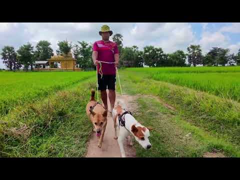 Dogs walk through fields between dogs in remote areas