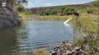 Rio seco con charcos donde se ven las lobinas y tilapias increíble una pesca fenomenal
