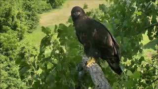 Decorah Eagles- Eaglet On The Y Branch