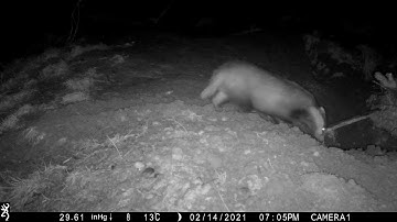 Browning Spec Ops Elite HP4 example video - a badger digging