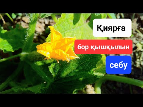 Бейне: Безгекпен ауыратындығыңызды қалай білуге болады: 9 қадам