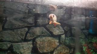 Download Lagu HBRTG Arowana Grande MP3