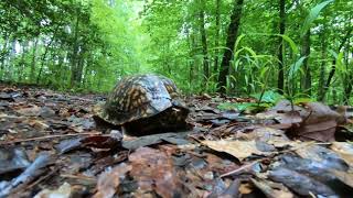 Fants Grove. Clemson Experimental Forest