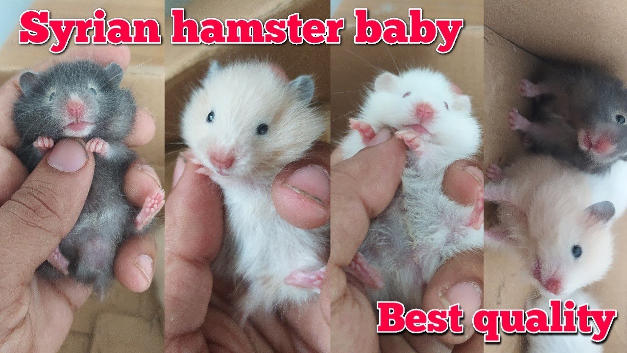 Syrian hamster price in Bangladesh Hamster farm bd Syrian hamster