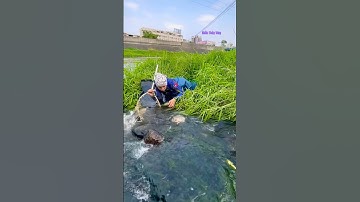 Cá Lớn - vớt Cá Chép Khủng xuôi dòng 😱 #khacthuyvlogg