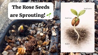 The Unwritten Roses Part 2