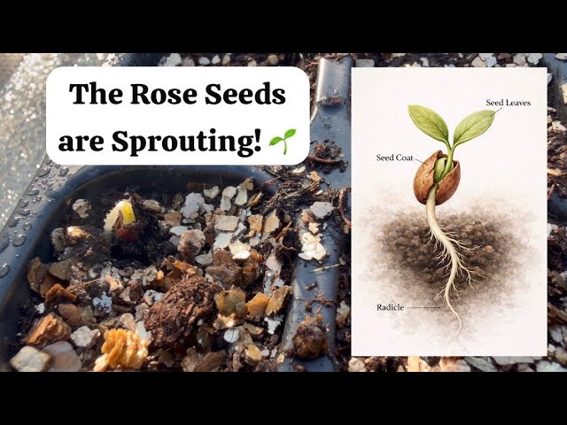 Growing Roses From Seed  The First NEVER BEFORE SEEN Seedlings Emerge |  The Unwritten Roses Part 2