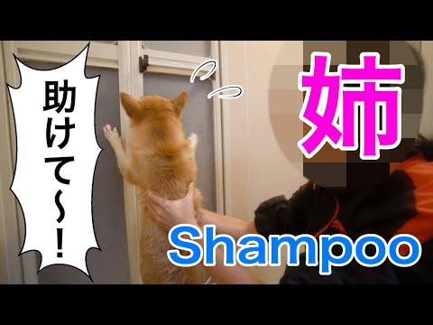 柴犬小春　【てんやわんや】お姉ちゃんがシャンプーに挑戦！