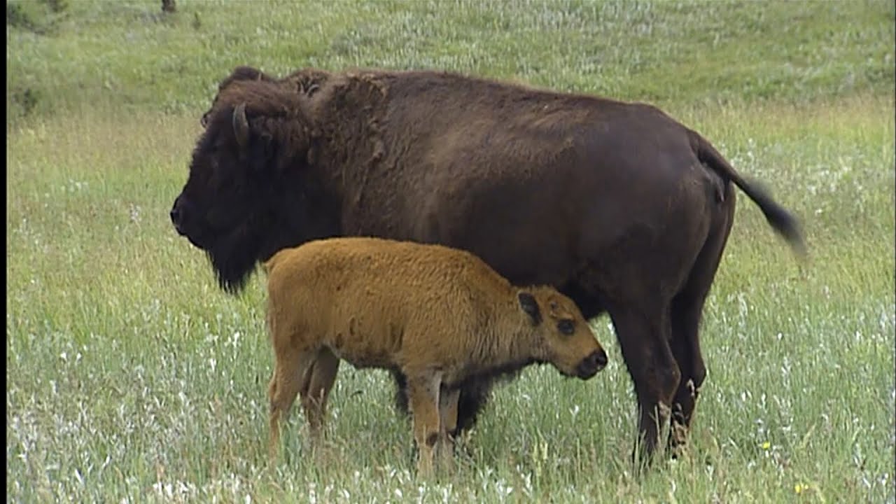 The bison at Badlands National Park | Dakota Life