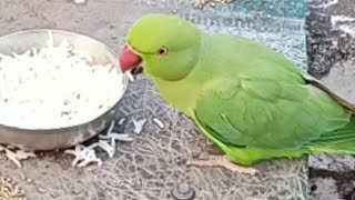 Funny Ringneck parrot group of four Nature sound videos