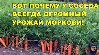 СОСЕДКА ПОДЕЛИЛАСЬ СЕКРЕТОМ ВЫРАЩИВАНИЕ МОРКОВИ! !ХОЧЕШЬ ОГРОМНЫЙ УРОЖАЙ МОРКОВИ! САЖАЙ ЕЕ ТАК!