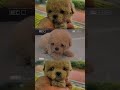 #말티푸#부산말티푸#부산말티푸분양#김해강아지분양 #김해강아지분양 #울산강아지분양 #창원강아지분양 #양산강아지분양 #거제강아지분양 #명지강아지분양  #말티푸분양#말티푸입양