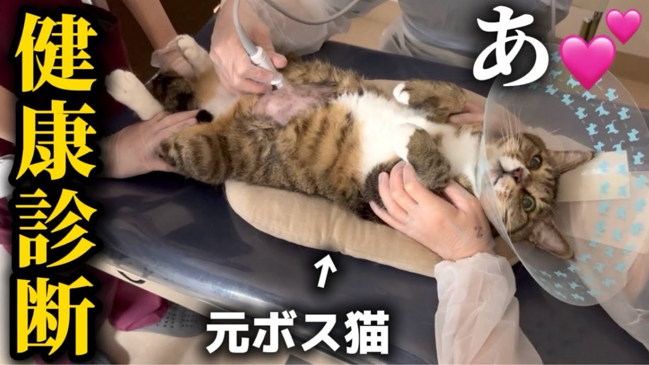 元ボス猫を家族に迎えたら健康診断中に助けを求めてくるただの泣き虫アザラシでした