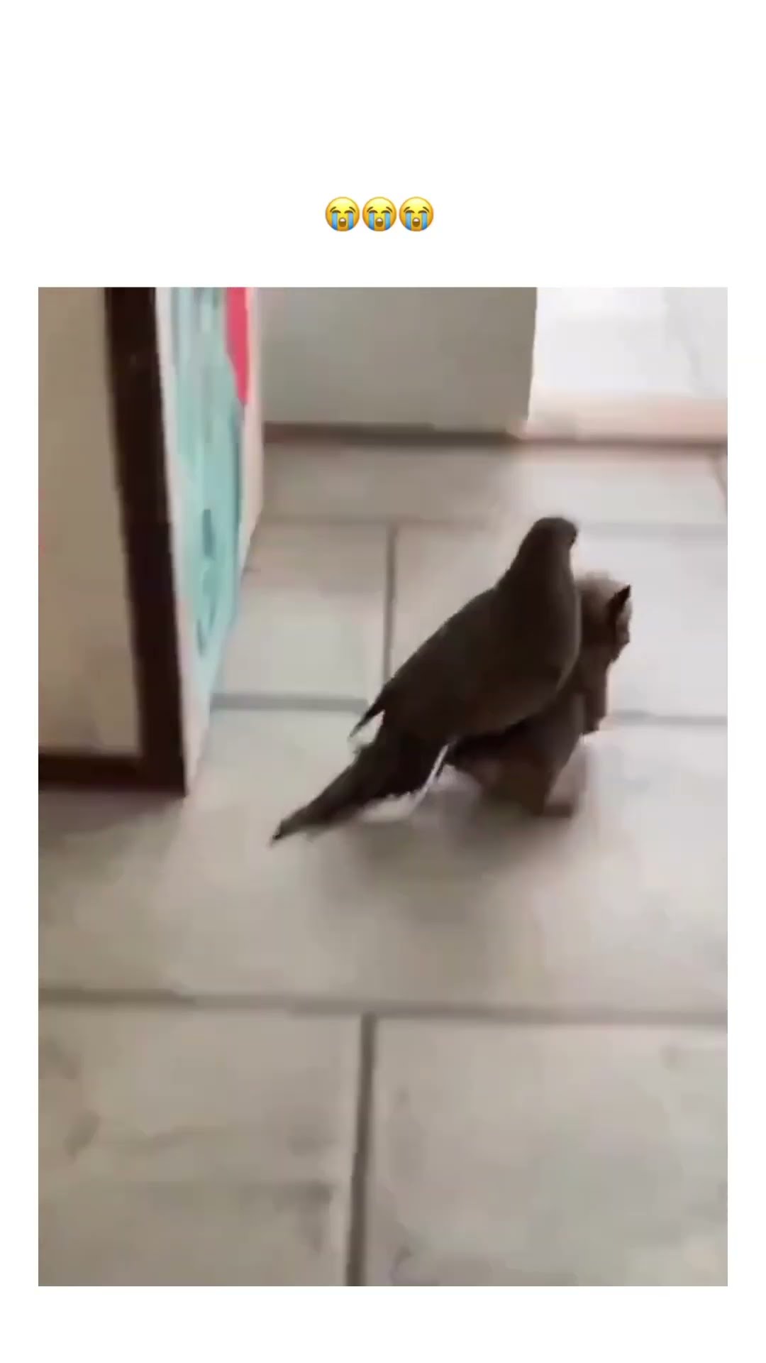 Prvnci sharing the best collab that as undeclared cutest video