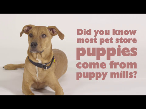 Video: Maryland Bestry Puppy Mills Met Nuwe Bill