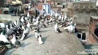 #Sabaz #shirazi #kabootar #pigeons #rangeen