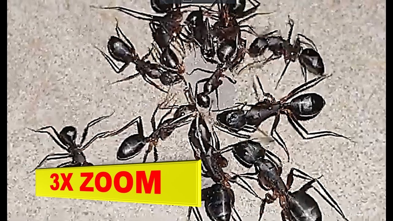 Ants Enjoying a Sugary Delight Up Close and Sweet Ants Devouring a Piece of Sugar (3X Zoom