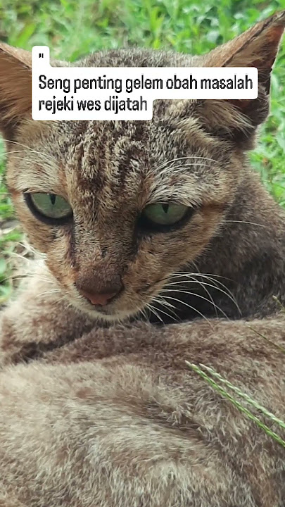 seng penting yakin #beranda #storywa #fypシ゚viral #sound #trendingshorts