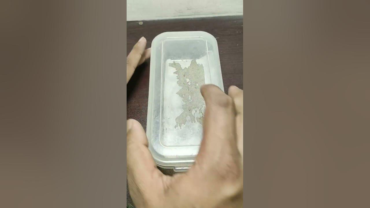  how to grow dates from seed germination of seed shorts shortsvideo 