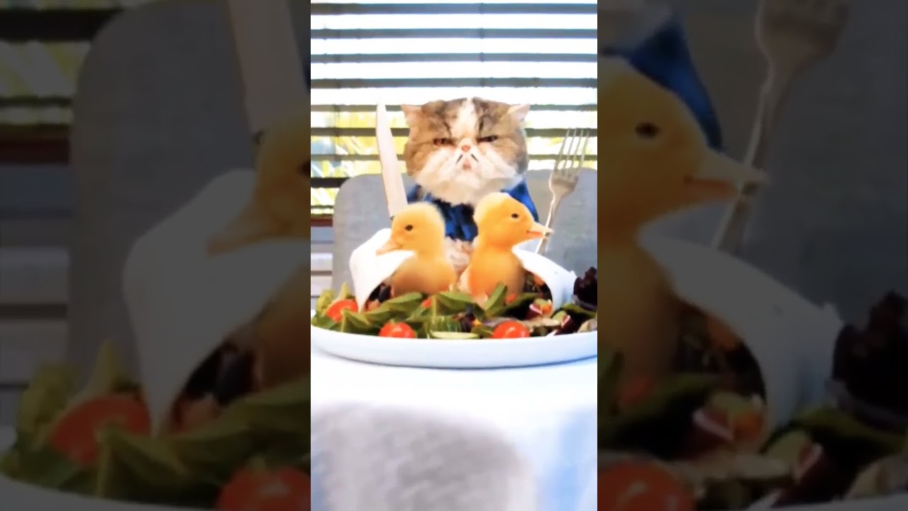 Cat eating 😢😢 duck / Pet & Project 