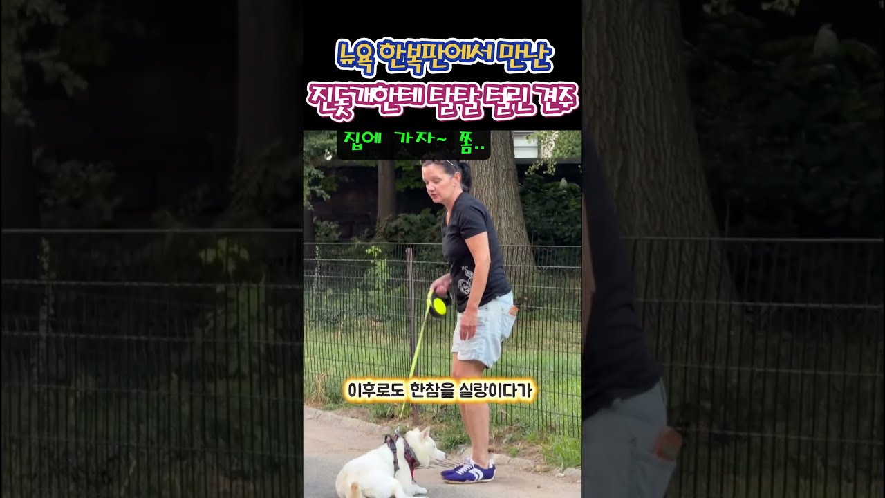 뉴욕 공원에서 진돗개한테 완벽하게 털려버린 외국인 견주 🗽🐕