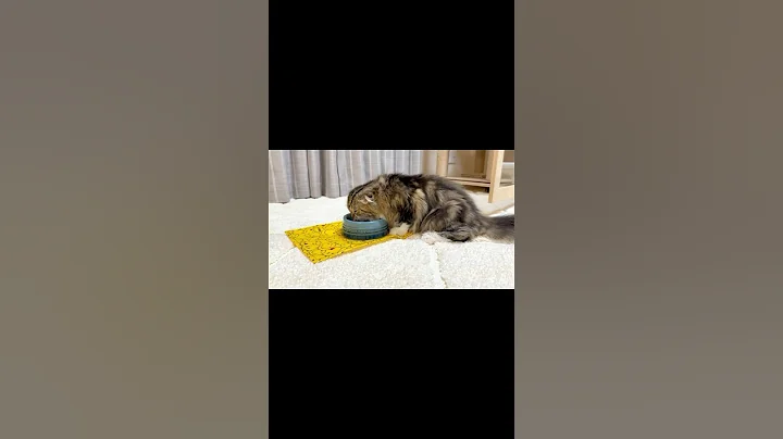 Video 5978071: cute scottish fold kitten, scottish fold mom, kittens scottishfold cutecat meow, cats kittens scottishfold cutecat, scottishfold cutecat meow funnycats, scottishfold kitten catlover, scottishfold animals, cute kitten eating