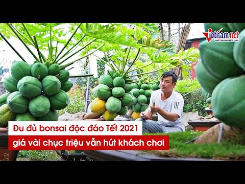 Video Đu đủ bonsai giá đến vài chục triệu hút khách chơi Tết... - youtube