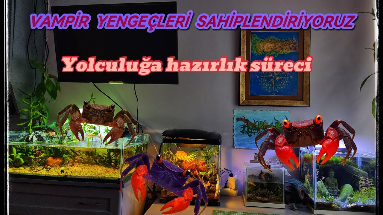VAMPİR YENGEÇLERİ SAHİPLENDİRİYORUZ (Paludaryum da İsopod bakacağız)