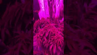 This is what I am growing now