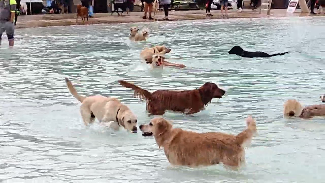 Dog swimming day at Kiwanis Park swimming pool. Bowie is mad with water.