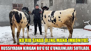 Russiyadan Kirgan Bogoz Gunajinlari Sotiladi.