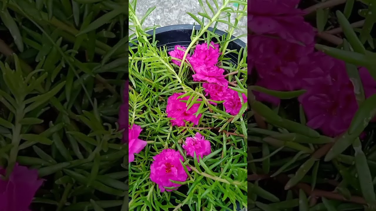 Portulaca Magic From One Cutting To Many Gardenideas Shorts Ytshorts Plants