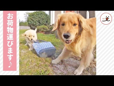 ママさんの荷物を一生懸命に運ぶワンコたち✨ 微笑ましい様子に…ほっこり☺️【PECO TV】