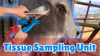 HOW TO USE A TSU FOR DNA TESTING LIVESTOCK | TISSUE SAMPLING UNIT