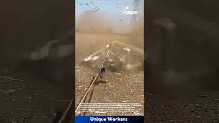 Famous Catching pigeons with a net: people using a net to catch pigeons Net Worth