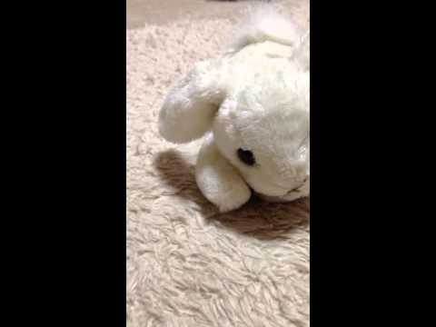 明日も 歌ってみた（アカペラ）