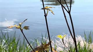 Feel the Nature ! Wonderful Weather with Temp 29°Celsius .05.18.26#asmr