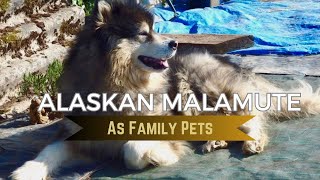 Alaskan Malamutes as FAMILY PETS.