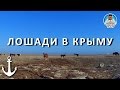 ЛОШАДИ В КРЫМУ. СТЕПНОЙ КРЫМ. ЗАПАДНОЕ ПОБЕРЕЖЬЕ