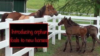 Introducing orphan foals to new horses