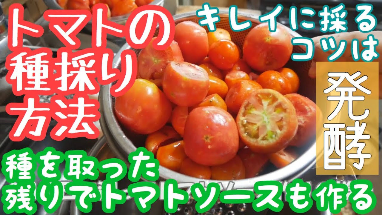 家庭菜園にもお勧め トマトの種採り 瓶発酵 とトマトソース作り 自家採種 調理 19年8月15 18日 Youtube