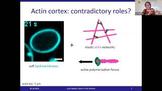 Build-a-Cell seminar Lucia Baldauf: A minimal active cytoskeleton shapes synthetic cells screenshot 4