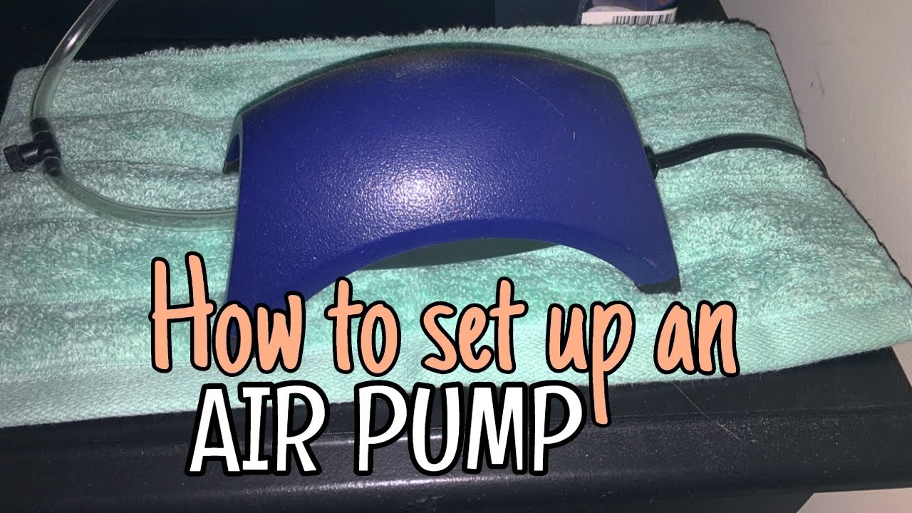 How to set up an air pump Myperfectpetworld YouTube