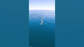 Морской змей пришёл поздороваться.