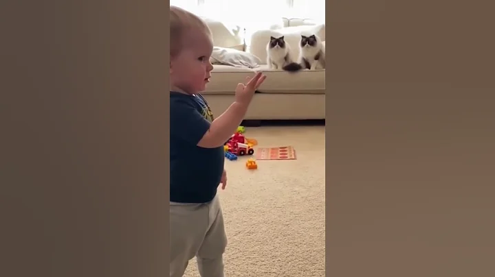 Video 11706171: animal rescue cats, cat games