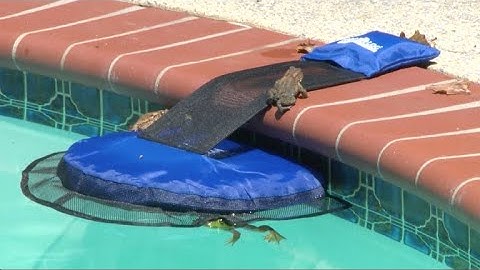 "Frog Log" helps trapped critters out of pools
